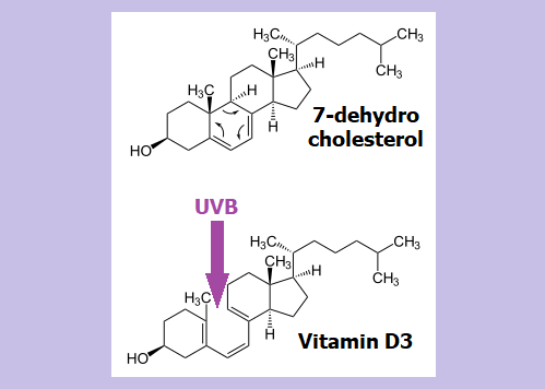 자외선 조사에 의한 비타민 D의 합성
